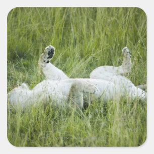 Löwenrollen im großen Gras, Afrika Quadratischer Aufkleber
