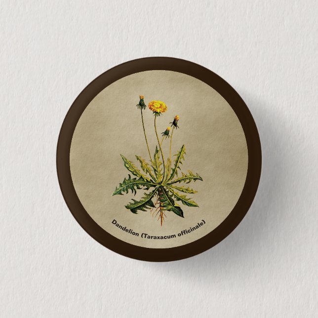 Löwenzahn auf altem Papier Button (Vorderseite)