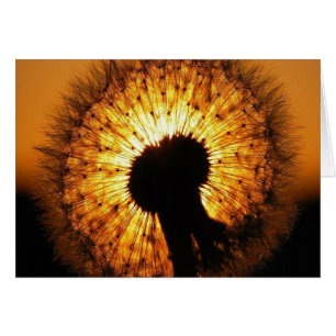 Löwenzahn bei Sonnenuntergang