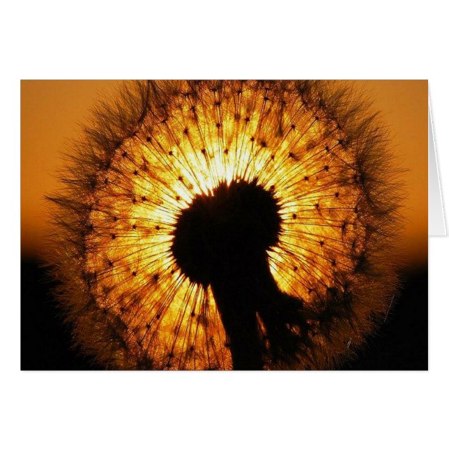 Löwenzahn bei Sonnenuntergang (Vorderseite (Horizontal))