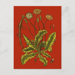 Löwenzahn Botanische Illustration Postkarte