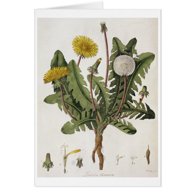 Löwenzahn (Farbstich) (Vorne)