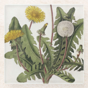 Löwenzahn (Farbstich) Glasuntersetzer