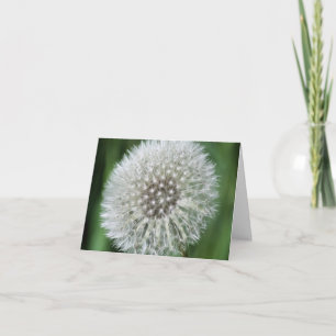 Löwenzahn-Flusen-Blumenfotografie 
