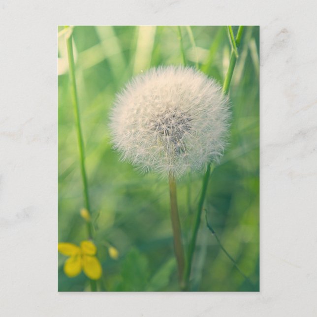 Löwenzahn im Grün mit weichem Sommerlicht Postkarte (Vorderseite)