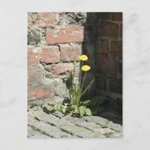 Löwenzahn in der Sonne. Postkarte