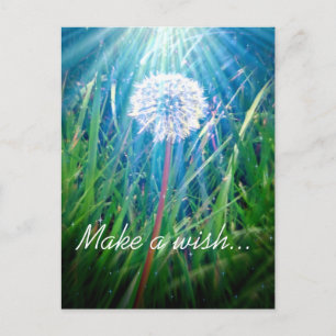 Löwenzahn Makro Postkarte