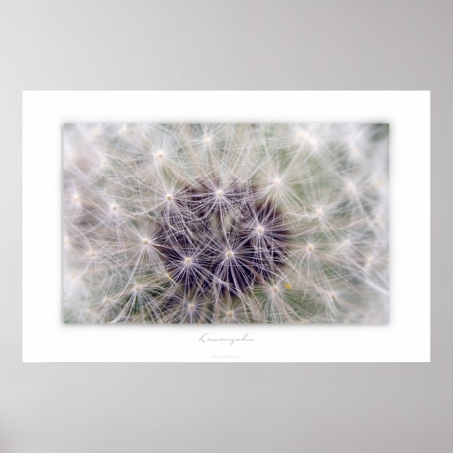 Löwenzahn Poster (Vorne)