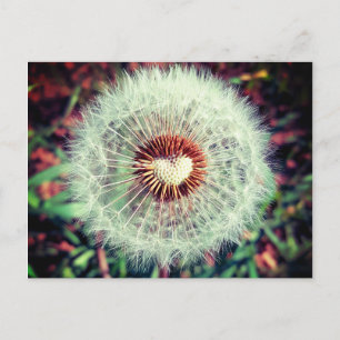 Löwenzahn Postkarte
