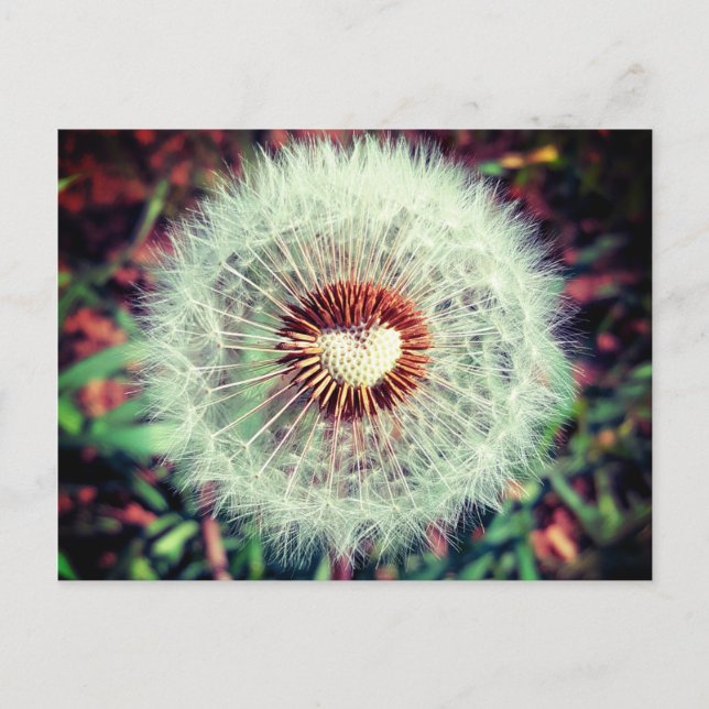 Löwenzahn Postkarte (Vorderseite)
