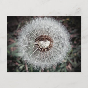 Löwenzahn Postkarte
