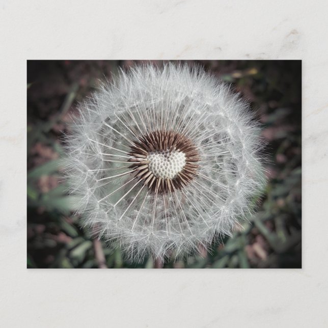 Löwenzahn Postkarte (Vorderseite)