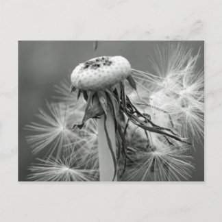 Löwenzahn Postkarte