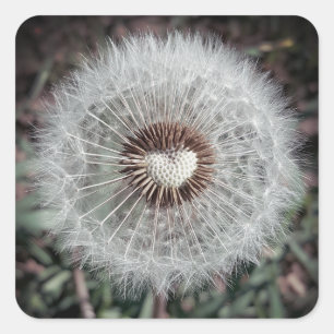 Löwenzahn Quadratischer Aufkleber