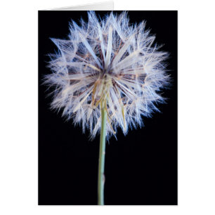 Löwenzahn (Taraxacum Officinale) Samenstand