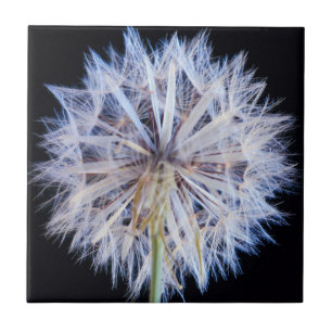 Löwenzahn (Taraxacum Officinale) Samenstand Fliese