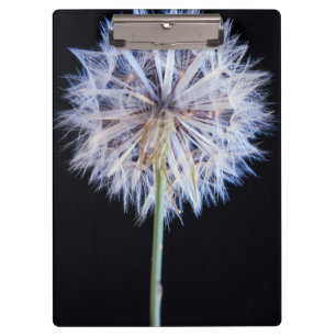 Löwenzahn (Taraxacum Officinale) Samenstand Klemmbrett