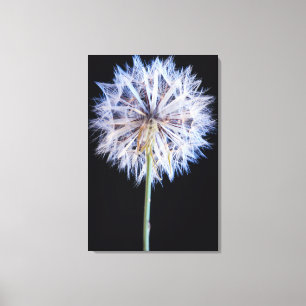 Löwenzahn (Taraxacum Officinale) Samenstand Leinwanddruck