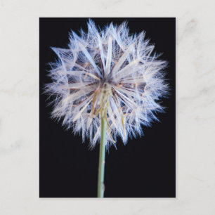 Löwenzahn (Taraxacum Officinale) Samenstand Postkarte