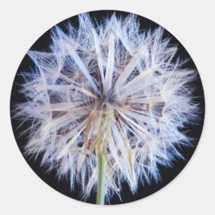 Löwenzahn (Taraxacum Officinale) Samenstand Runder Aufkleber