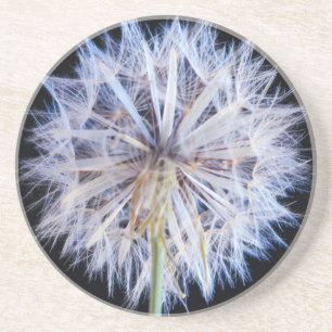 Löwenzahn (Taraxacum Officinale) Samenstand Sandstein Untersetzer
