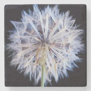 Löwenzahn (Taraxacum Officinale) Samenstand Steinuntersetzer