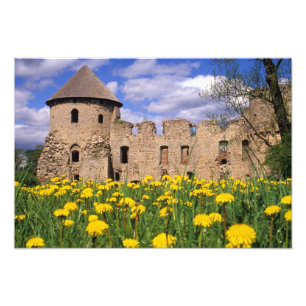 Löwenzahn umgibt Cesis Schloss in Zentral Fotodruck