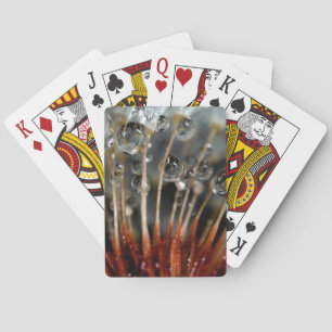 Löwenzahn und Wassertropfen, CA Spielkarten