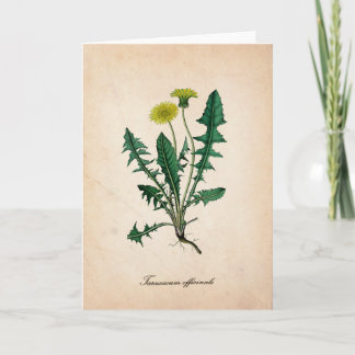 Löwenzahn wissenschaftliche Illustrations-Grußkart Karte