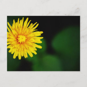 Löwenzahnblumen-Postkarte Postkarte