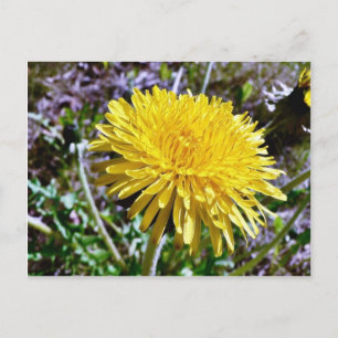 Löwenzahnblüte im Gras Postkarte