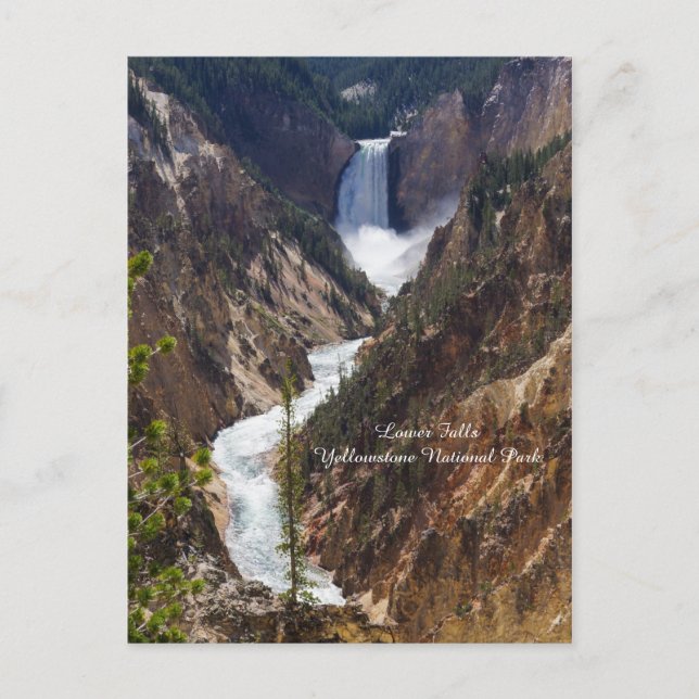 Lower Falls Yellowstone Postkarte (Vorderseite)