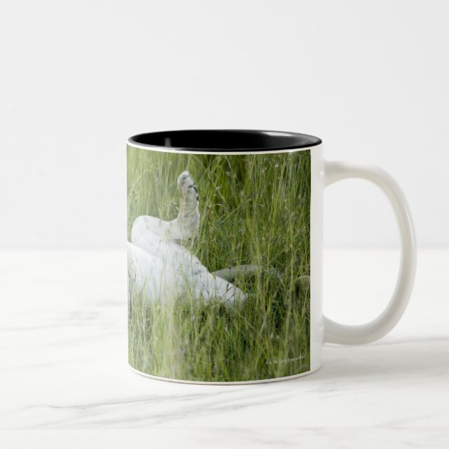 Löwerollen im hohen Gras, Afrika Zweifarbige Tasse (Rechts)