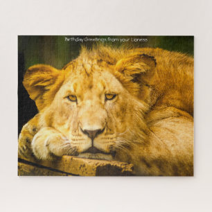 Löwin Großkatzen. Puzzle