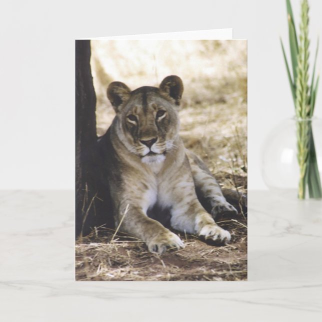 Löwin Karte (Vorderseite)