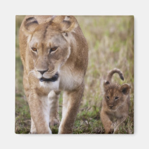 Löwin mit Jungtier Magnet