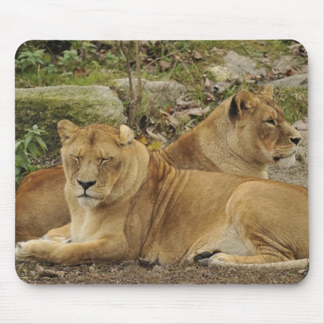Löwin  mousepad (Vorne)