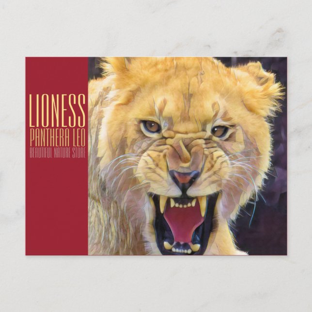 Löwin [Postkarte] Postkarte (Vorderseite)