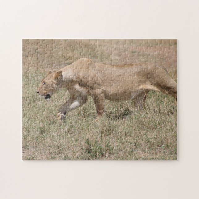Löwin schleicht puzzle (Horizontal)