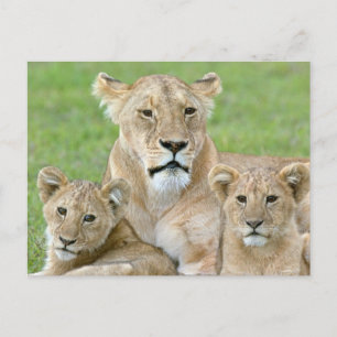 Löwin und zwei Junge, Ostafrika, Tansania, Postkarte