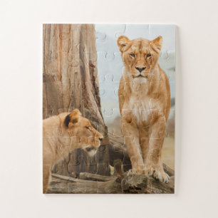 Löwinnen, die bei toten Bäumen spazieren Puzzle