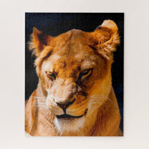 Löwinnen Großkatzen. Puzzle