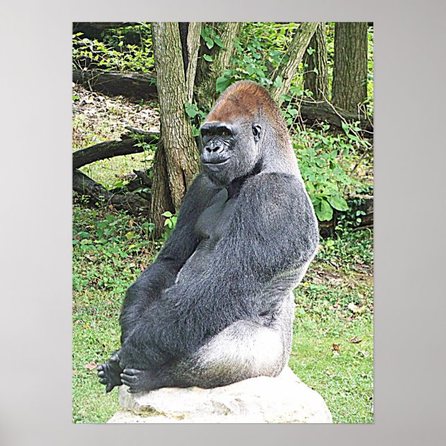 Lowland Gorilla in Sitting Pose Poster (Vorne)
