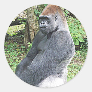 Lowland Gorilla in Sitting Pose Runder Aufkleber