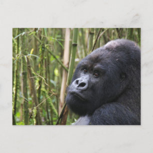 Lowland Gorilla Postcard Postkarte