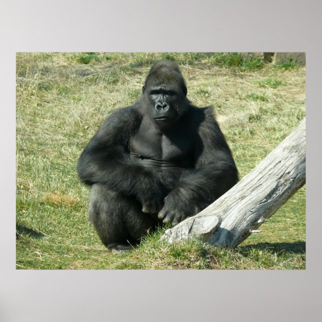 Lowland Gorilla Poster (Vorne)
