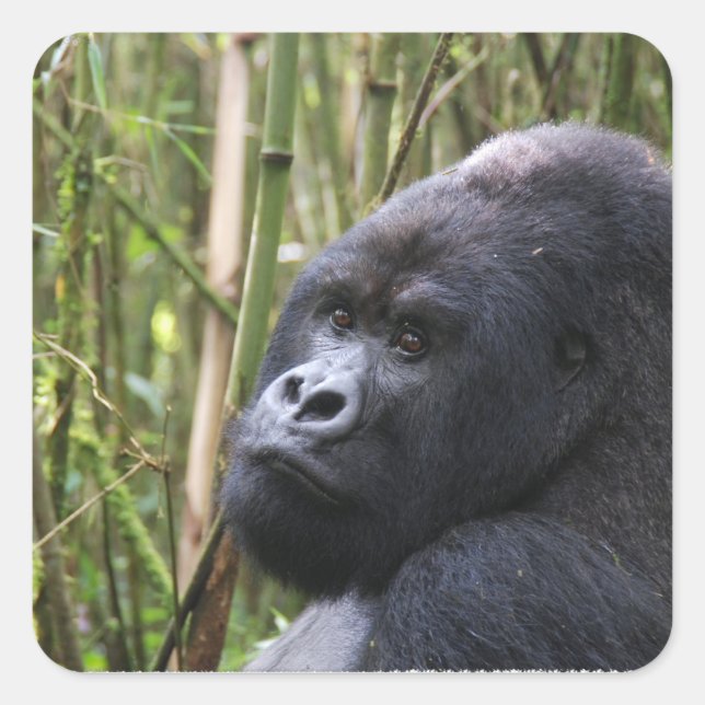 Lowland Gorilla Stickers (Vorderseite)