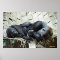 Lowland Gorillas Napping