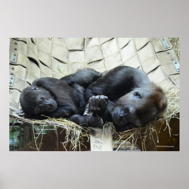 Lowland Gorillas Napping Poster (Vorne)