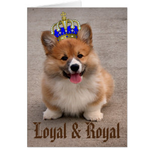 Loyal und Royal Corgi Puppy Foto